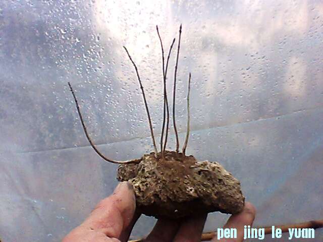 IMG1314A.jpg