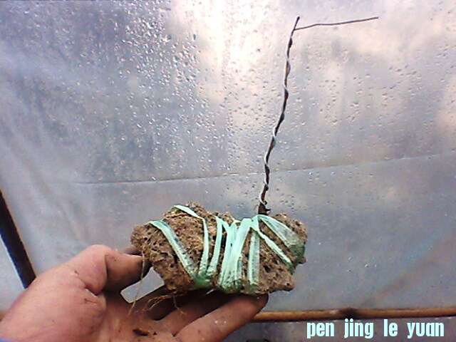 IMG1315A.jpg