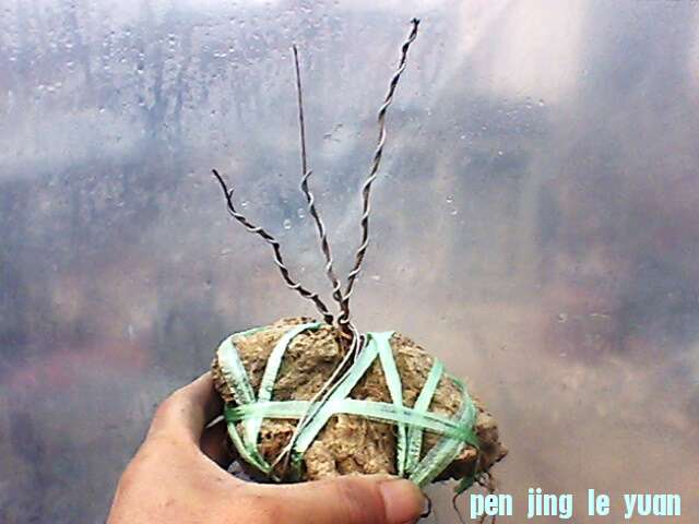 IMG1312A.jpg