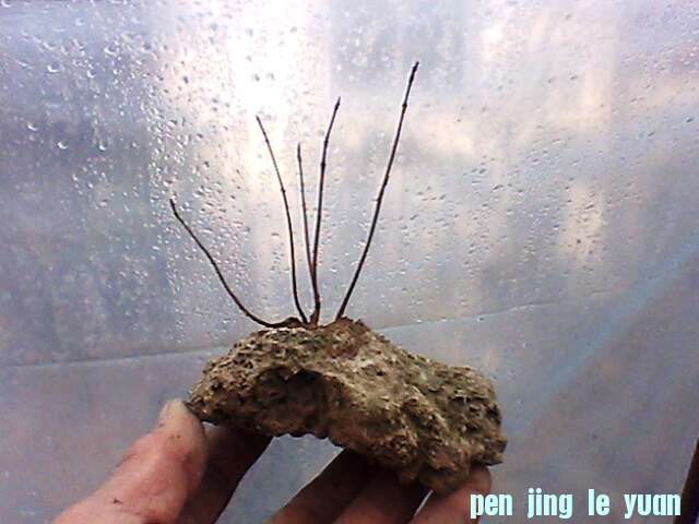 IMG1313A.jpg