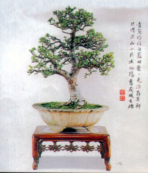 辰2.jpg