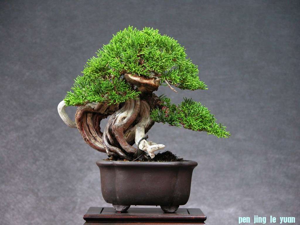 Gale3-Jun_(2).jpg