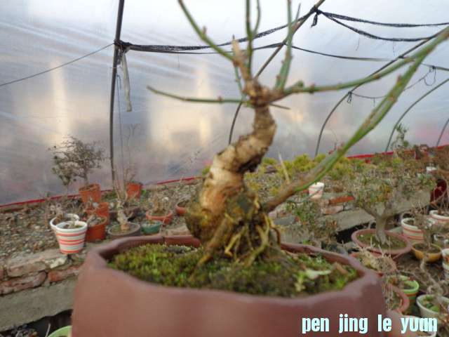 DSC00141.JPG