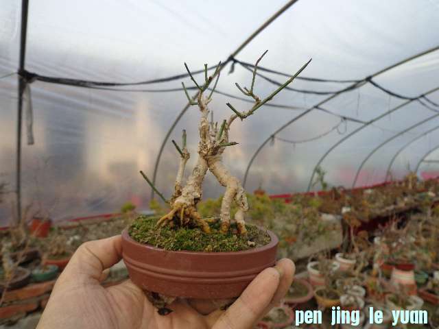 DSC00142.JPG