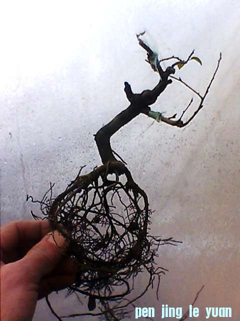 IMG1324A.jpg