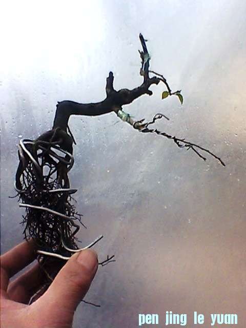 IMG1325A.jpg