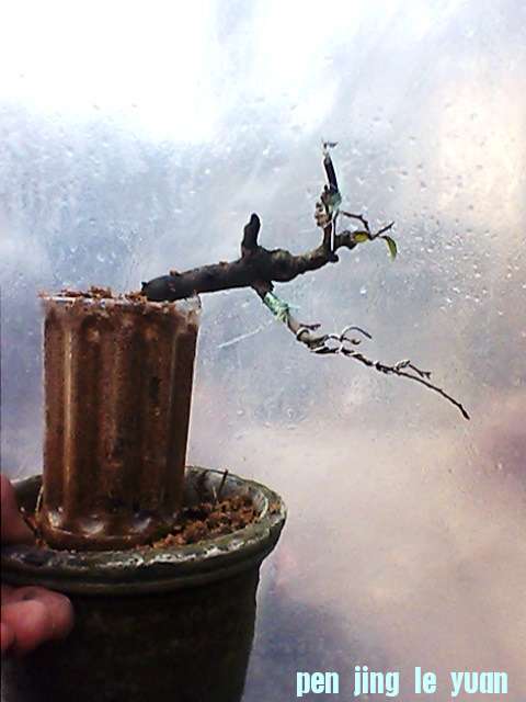 IMG1326A.jpg