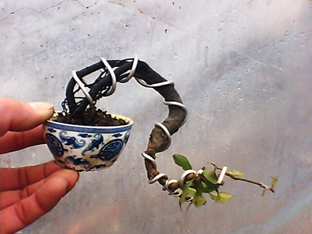 IMG1330A.jpg