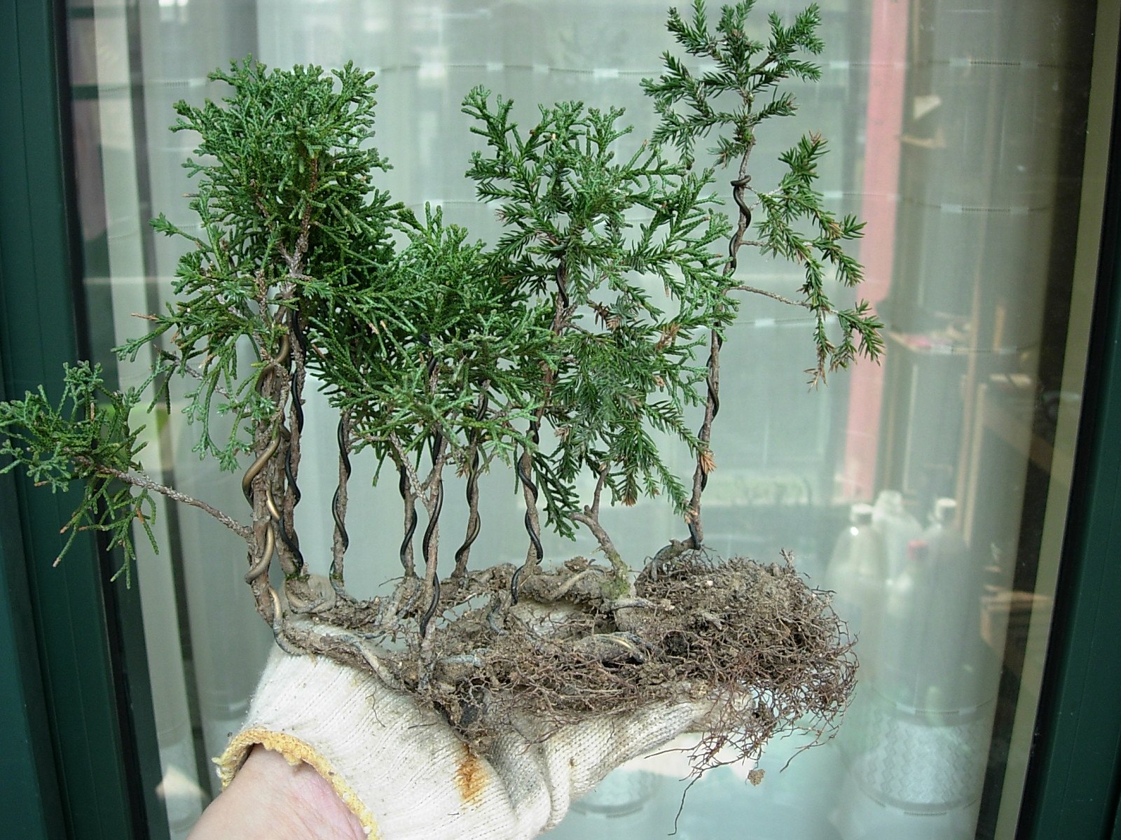 DSCN7440_conew1.jpg