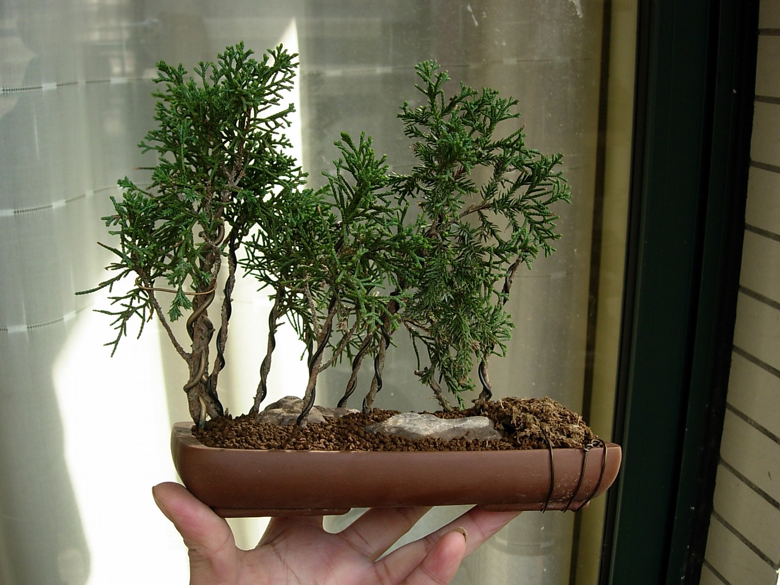 DSCN7517_conew1.jpg