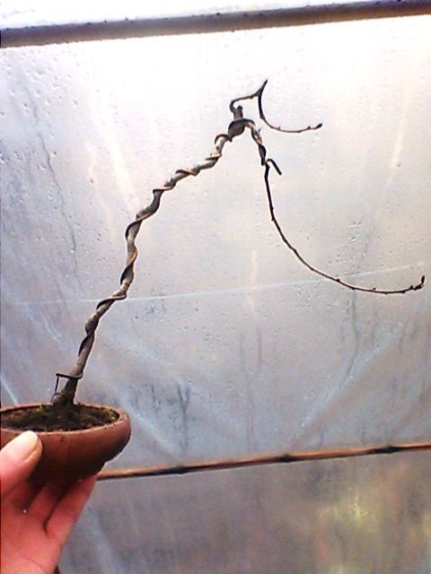 IMG1339A.jpg