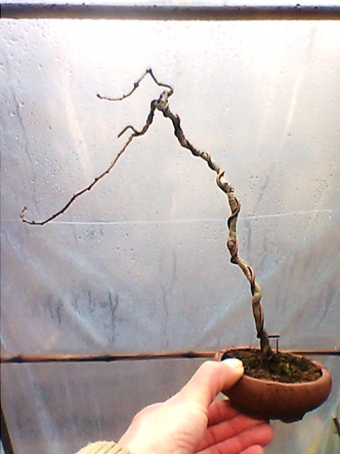 IMG1340A.jpg