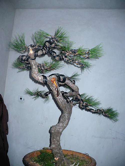 P1040078_.jpg