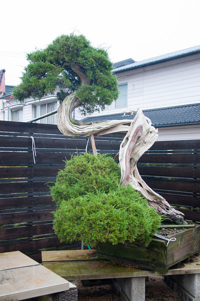 20111119-DSC_0281-L.jpg