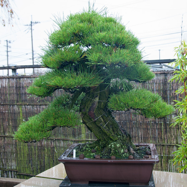 20111119-DSC_0282-L.jpg