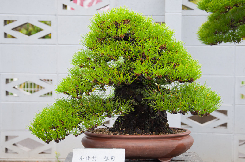20111119-DSC_0376-L.jpg