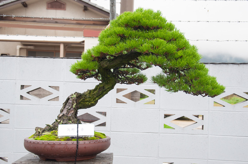 20111119-DSC_0380-L.jpg