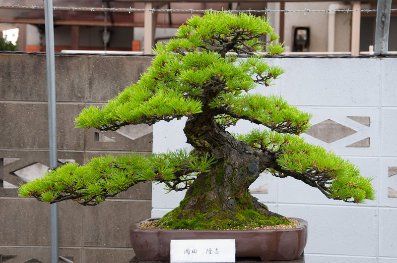 20111119-DSC_0383-L.jpg