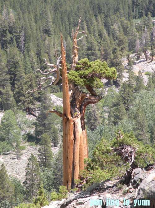 sierrajun.jpg