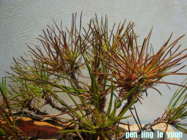 DSC01874.JPG