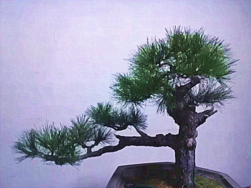 IMAG1079_.jpg