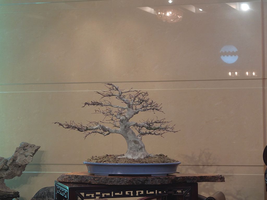 DSCF8980.jpg
