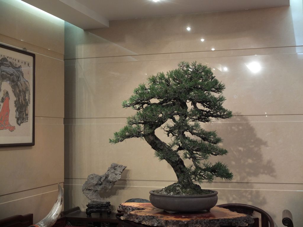 DSCF9524.jpg