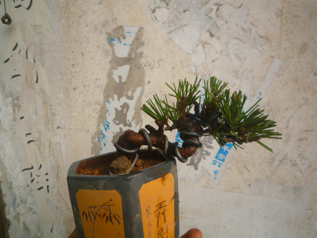 P1070739.JPG