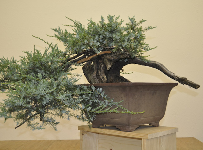 common juniper_01_004.jpg