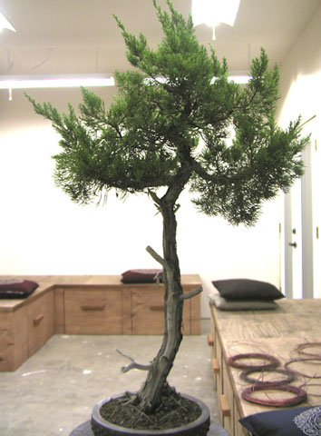 hollywood juniper 01_001.jpg