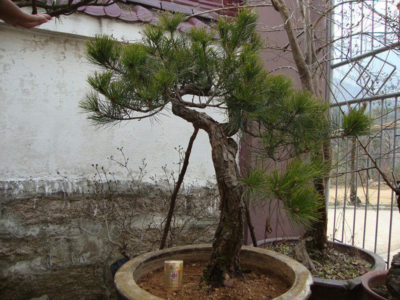DSC00966_.jpg