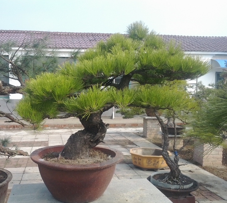 IMG_20130123_103637.jpg