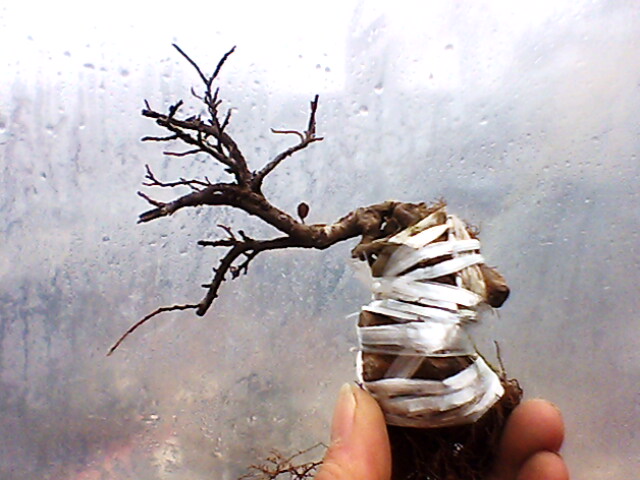 IMG1357A.jpg