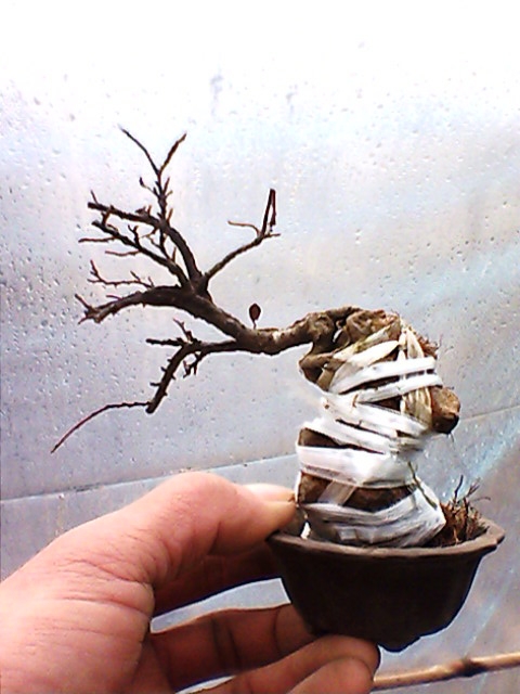 IMG1359A.jpg