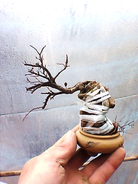 IMG1360A.jpg