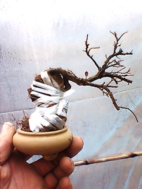 IMG1361A.jpg