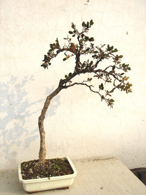 DSC00012.JPG