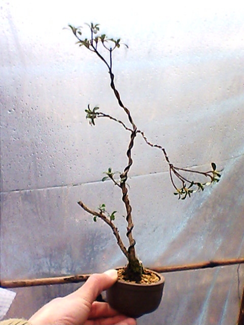IMG1362A.jpg