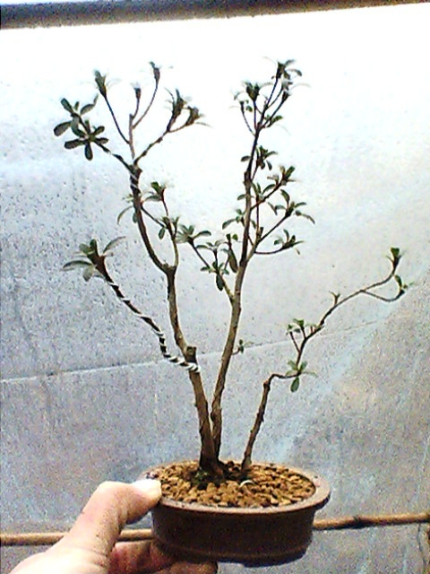 IMG1363A.jpg