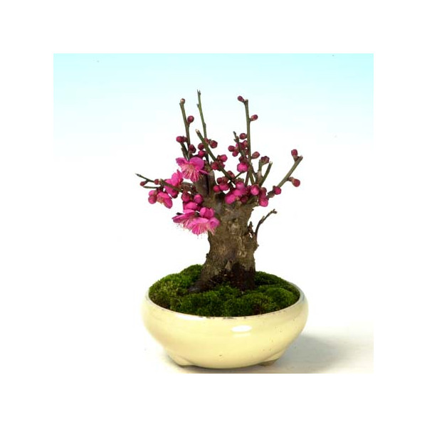 y-bonsai_osakazuki.jpg