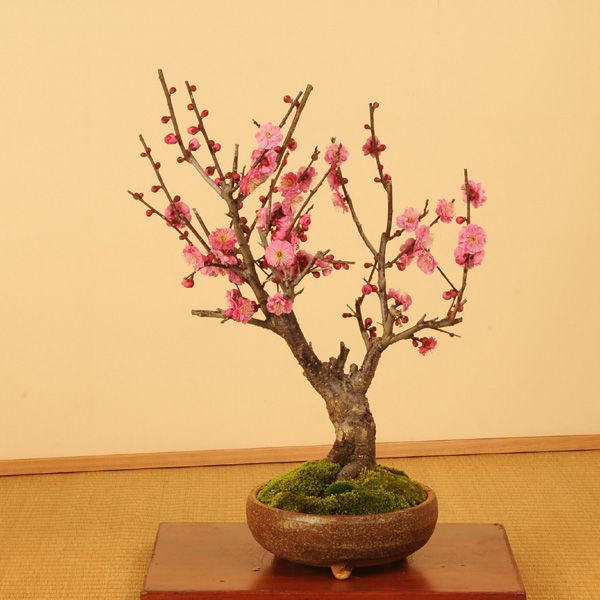 y-bonsai_y1159.jpg