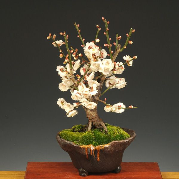 y-bonsai_y1160.jpg