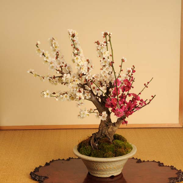 y-bonsai_y1164.jpg