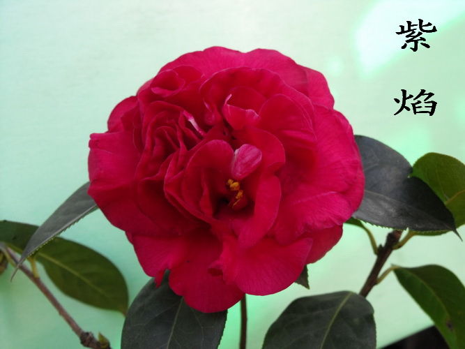 DSCF2304.jpg