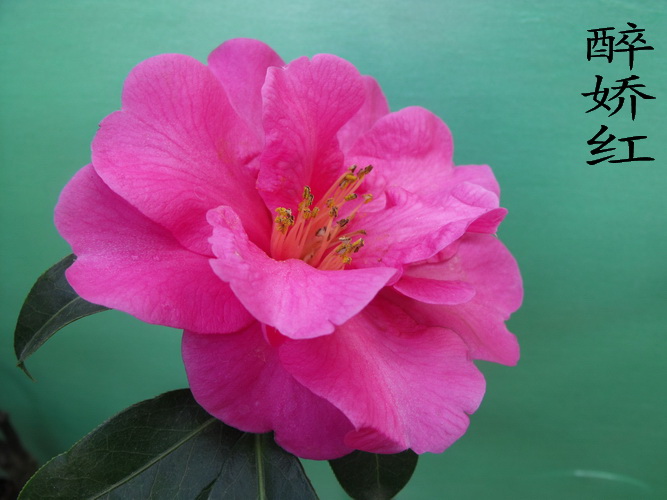DSCF2301.jpg