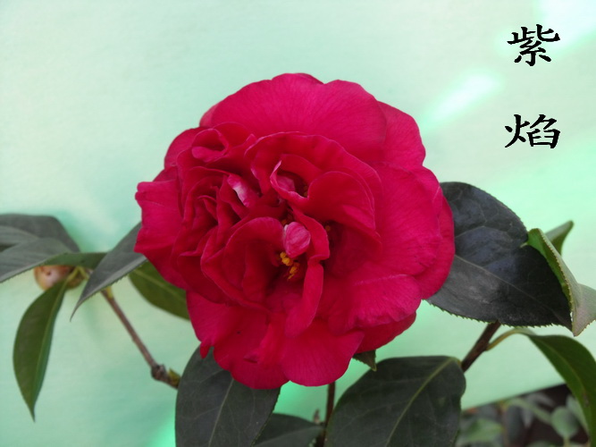 DSCF2302.jpg