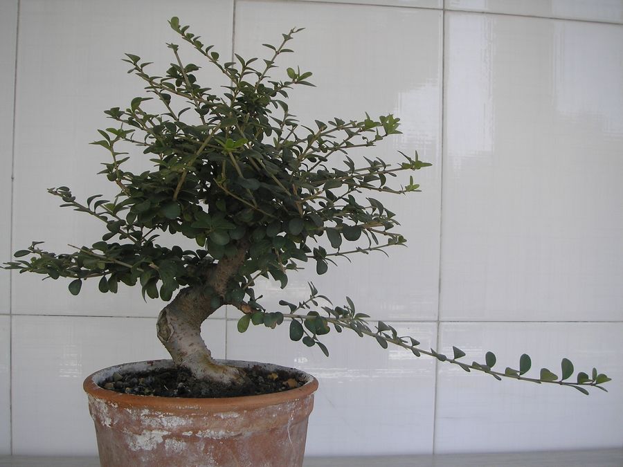 P9294324.JPG