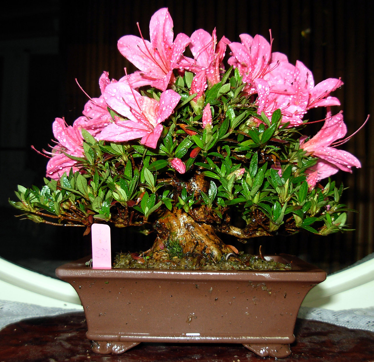 20070403112150726.jpg
