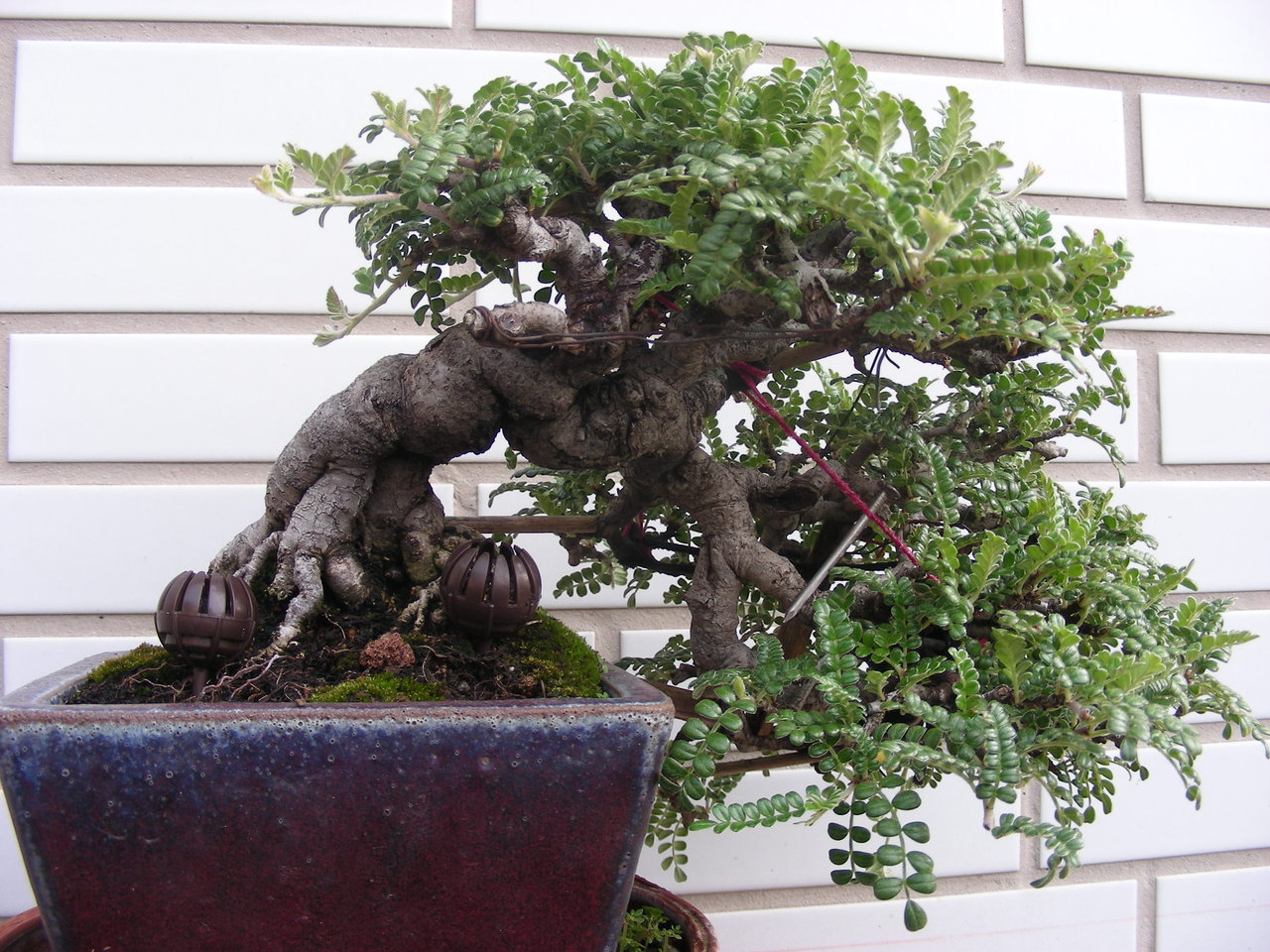 F23_20100329044218471.jpg