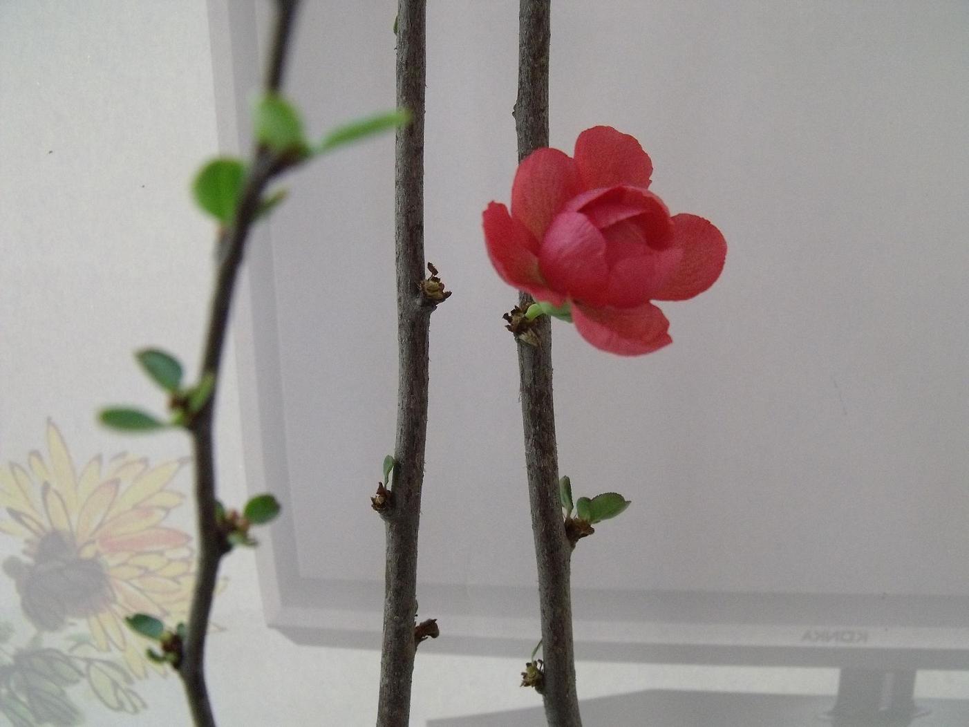 DSCF3807.JPG